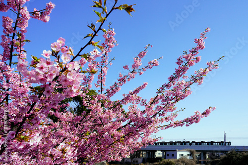 Wallpaper Mural 青空に映える河津桜と京阪電車 Torontodigital.ca