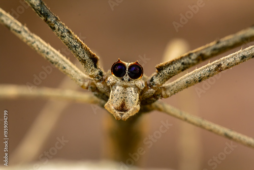 Photos Deinopis spinosa ogre faced spider extreme macro portrait