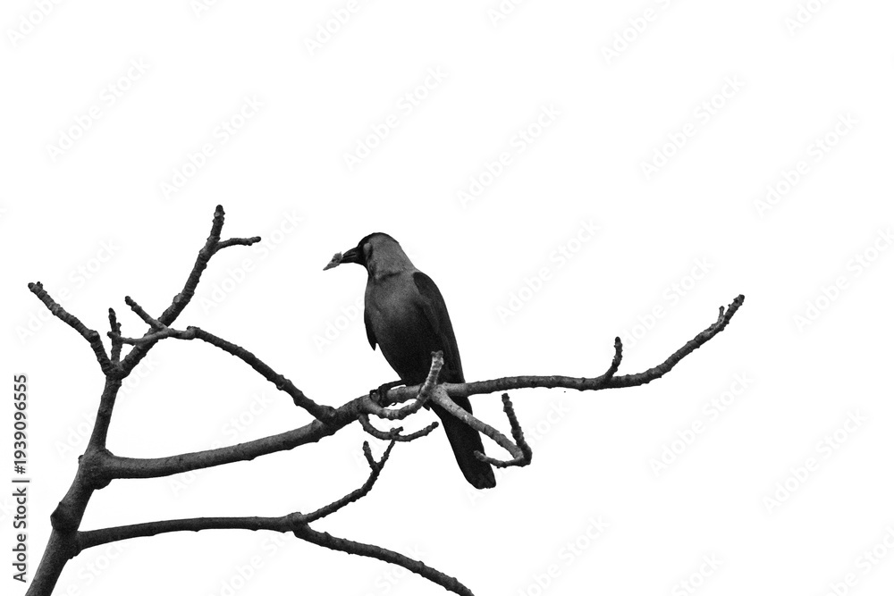 Fototapeta premium crow on a branch