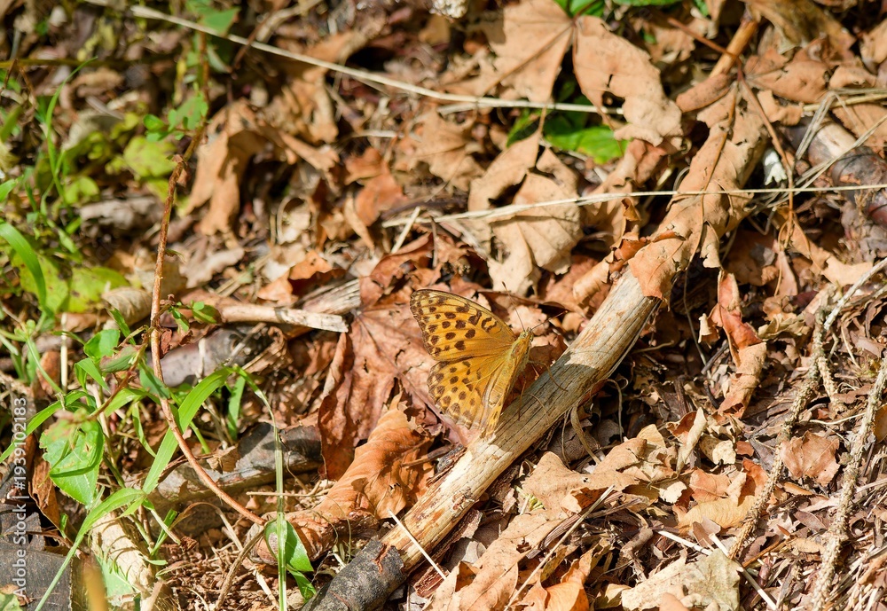 Fototapeta premium Argynnis paphia - Papillon tabac d'espagne ou nacré vert femelle posée ailes déployées sur un parterre feuillu d'une allée forestière 