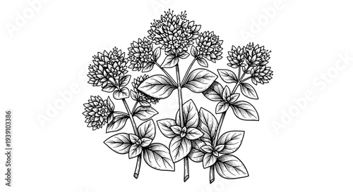 Vintage engraving mint leaves botanical herb illustration hand drawn woodcut style medicinal plant drawing