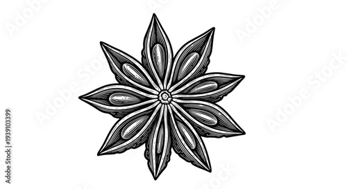 Vintage engraving style star anise illustration