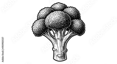 Vintage broccoli engraving, hand drawn organic vegetable healthy food sketch isolated