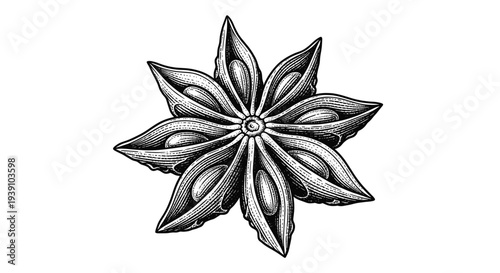 Vintage engraving style star anise illustration