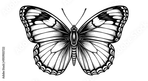 Vintage engraving butterfly detailed symmetrical insect illustration hand drawn natural history woodcut style