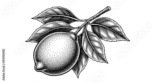 Vintage engraving style lemon illustration