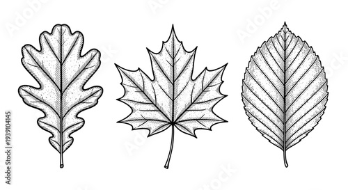 Vintage botanical engraving collection of oak maple and birch tree leaves detailed hand drawn nature illustration in classic woodcut style
