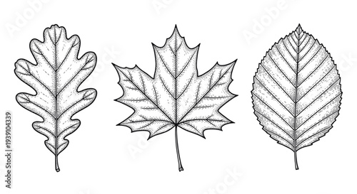 Vintage botanical engraving collection of oak maple and birch tree leaves detailed hand drawn nature illustration in classic woodcut style