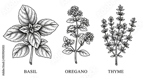 basil oregano thyme aromatic culinary herbs botanical engraving illustration detailed hand drawn vintage medicinal plant woodcut style