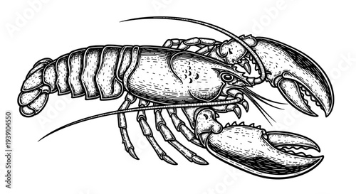 Vintage engraving lobster seafood detailed marine crustacean illustration hand drawn ocean animal in classic woodcut style