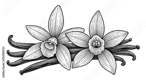 Vintage engraving vanilla flower with vanilla pods detailed botanical spice illustration hand drawn aromatic plant woodcut style
