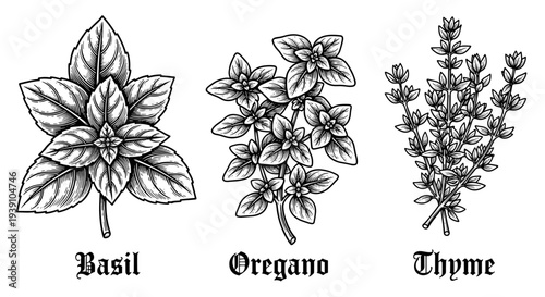 basil oregano thyme aromatic culinary herbs botanical engraving illustration detailed hand drawn vintage medicinal plant woodcut style