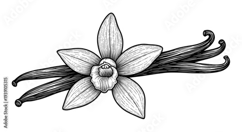 Vintage engraving vanilla flower with vanilla pods detailed botanical spice illustration hand drawn aromatic plant woodcut style