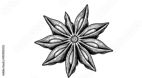 Vintage engraving style star anise illustration