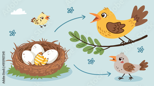 Bird life cycle stages illustration cartoon vector nest eggs chicks adult bird