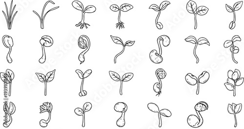 Set of Hand-Drawn Line Art Illustrations of Various Plant Sprouts and Seedlings Showing Different Stages of Germination and Growth, Botanical Icons for Agriculture and Gardening