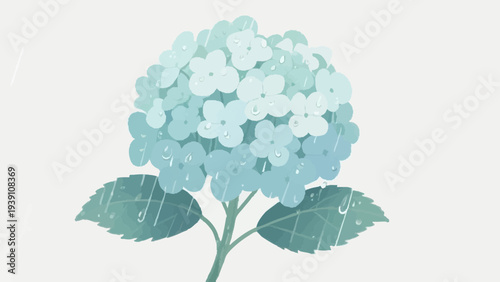 A simple illustration of hydrangeas in the rainy season. Rainy season. May.