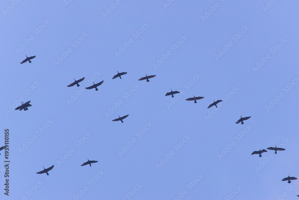 Obraz premium A flock of Great Cormorant flying in the blue sky 