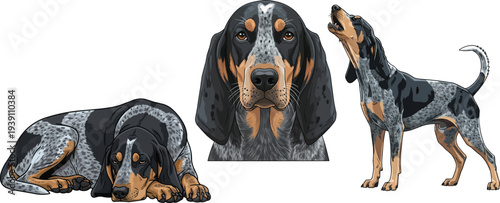 Bluetick Coonhound dog headshot lying down baying pose set