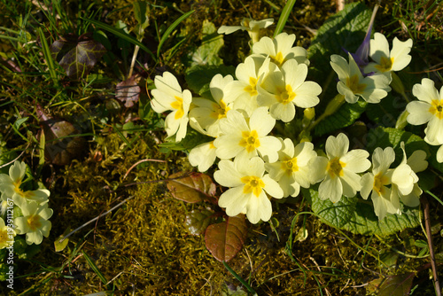 Common primrose yellow flowers - Latin name - Primula vulgaris
