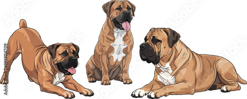 Boerboel dog lying down attentive sitting happy play bow pose set