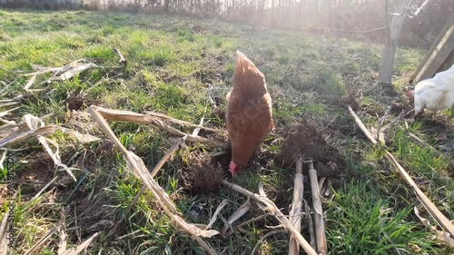 Wallpaper Mural Free Range Brown Hen Pecking and Foraging on Rural Farm Ground Torontodigital.ca