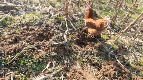 Wallpaper Mural Free Range Brown Hen Pecking and Foraging on Rural Farm Ground Torontodigital.ca