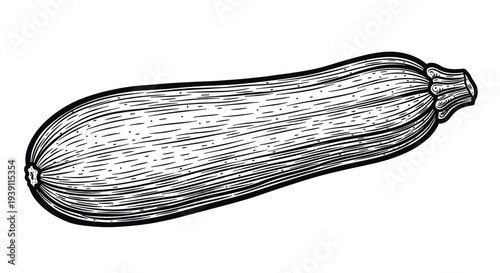 vintage engraving zucchini vegetable detailed garden squash botanical illustration hand drawn organic food ingredient woodcut style