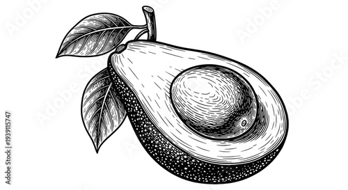 vintage avocado whole and half with seed detailed botanical fruit engraving illustration isolated, hand drawn tropical food antique woodcut style healthy organic ingredient artwork