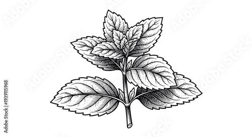 vintage basil herb branch with aromatic leaves detailed botanical engraving illustration isolated, hand drawn culinary herb antique woodcut style natural cooking ingredient artwork