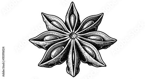 Vintage engraving style star anise illustration