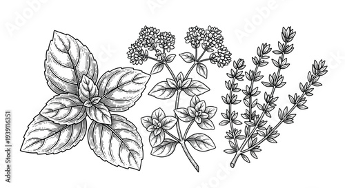 basil oregano thyme aromatic culinary herbs botanical engraving illustration detailed hand drawn vintage medicinal plant woodcut style