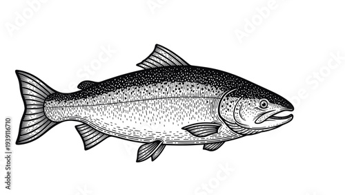 Vintage hand drawn salmon fish engraving illustration