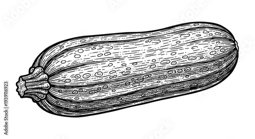 vintage engraving zucchini vegetable detailed garden squash botanical illustration hand drawn organic food ingredient woodcut style