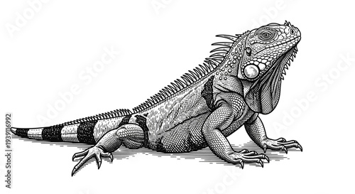 Vintage iguana engraving, antique lizard reptile sketch and tropical animal illustration in woodcut style isolated