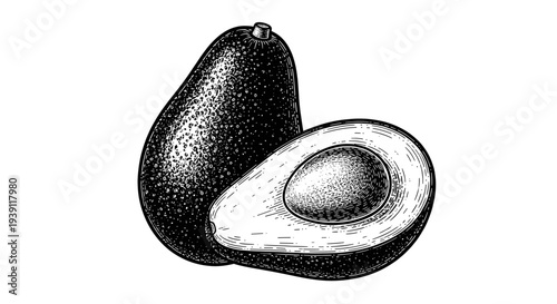 vintage avocado whole and half with seed detailed botanical fruit engraving illustration isolated, hand drawn tropical food antique woodcut style healthy organic ingredient artwork