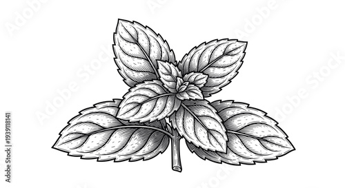 vintage basil herb branch with aromatic leaves detailed botanical engraving illustration isolated, hand drawn culinary herb antique woodcut style natural cooking ingredient artwork