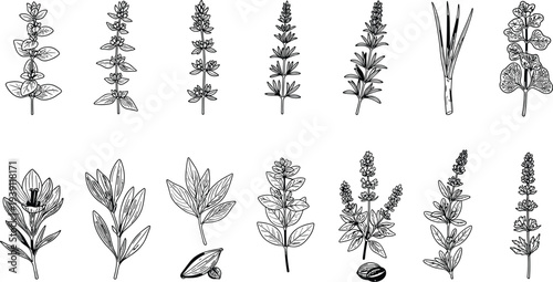 Black and white line icons of various herbs and spices including basil mint and rosemary for cad drawing flat vector illustration