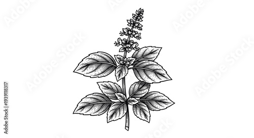 Vintage engraving mint leaves botanical herb illustration hand drawn woodcut style medicinal plant drawing