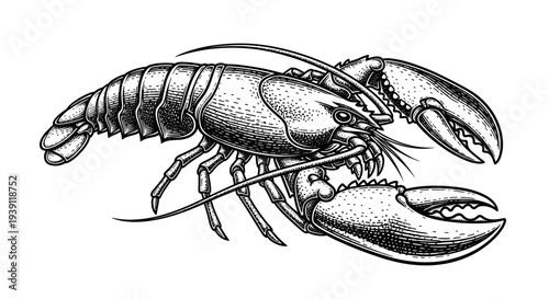 Vintage engraving lobster seafood detailed marine crustacean illustration hand drawn ocean animal in classic woodcut style