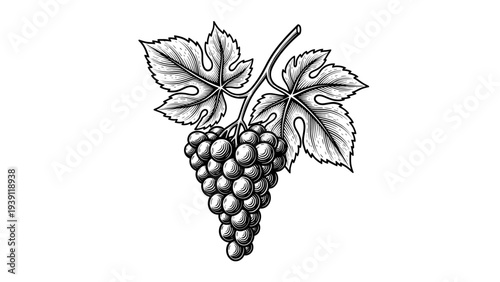 Vintage grape bunch engraving, antique wine grapes sketch and botanical vine branch illustration in woodcut style isolated