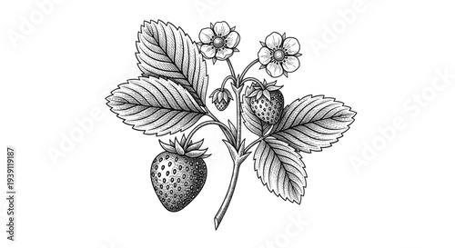Vintage strawberry plant with ripe berries flowers and leaves detailed botanical engraving illustration isolated, hand drawn garden fruit branch antique woodcut style natural food artwork