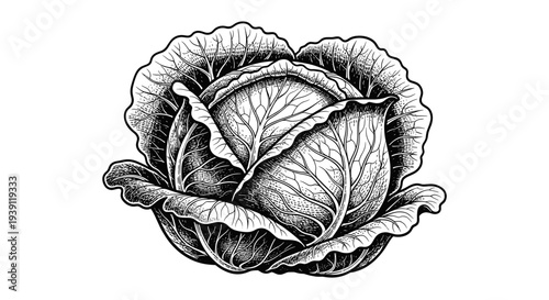 Vintage cabbage engraving style botanical vegetable illustration