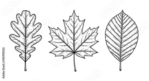 Vintage botanical engraving collection of oak maple and birch tree leaves detailed hand drawn nature illustration in classic woodcut style
