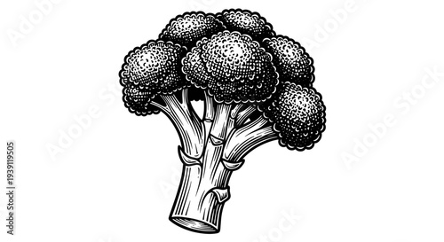 Vintage broccoli engraving, hand drawn organic vegetable healthy food sketch isolated