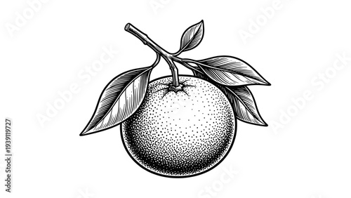 Vintage orange branch engraving, antique citrus fruit with leaves sketch and botanical illustration in woodcut style