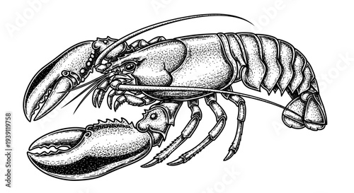 Vintage engraving lobster seafood detailed marine crustacean illustration hand drawn ocean animal in classic woodcut style