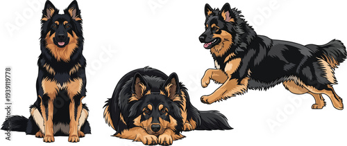 Bohemian Shepherd dog lying down relaxed running sitting pose set