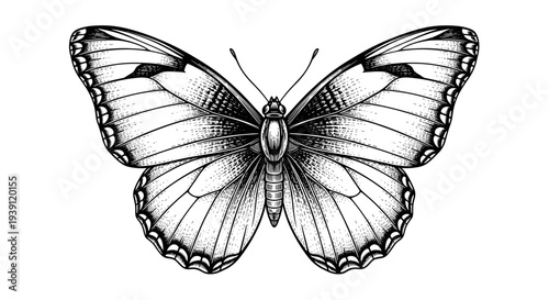 Vintage engraving butterfly detailed symmetrical insect illustration hand drawn natural history woodcut style