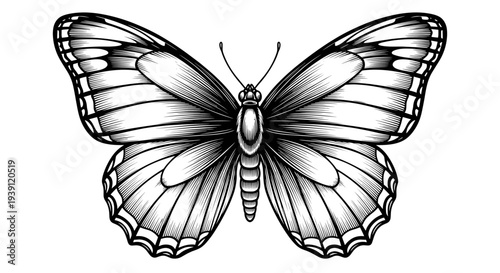 Vintage engraving butterfly detailed symmetrical insect illustration hand drawn natural history woodcut style